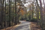 road with trees